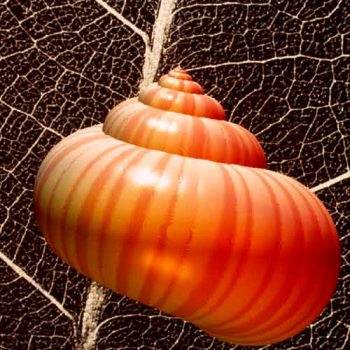 snail.